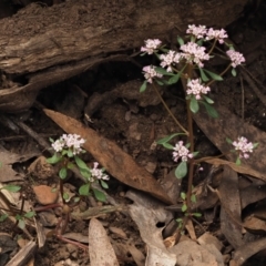 Poranthera microphylla at Coree, ACT - 30 Nov 2022