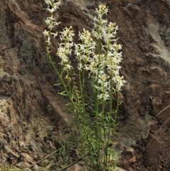 Stackhousia monogyna (Creamy Candles) at Blue Range - 30 Nov 2022 by KenT