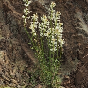 Stackhousia monogyna at Coree, ACT - 30 Nov 2022