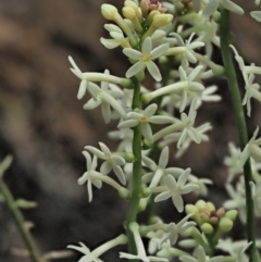 Stackhousia monogyna at Coree, ACT - 30 Nov 2022