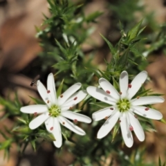 Stellaria pungens (Prickly Starwort) at Coree, ACT - 30 Nov 2022 by KenT