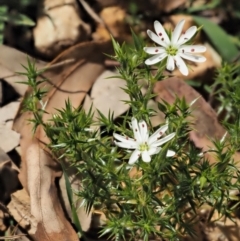 Stellaria pungens at Coree, ACT - 30 Nov 2022 12:49 PM