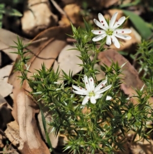 Stellaria pungens at Coree, ACT - 30 Nov 2022