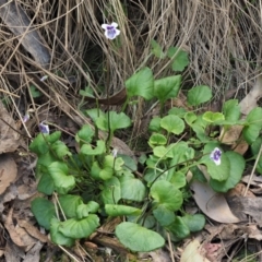 Viola hederacea (Ivy-leaved Violet) at Blue Range - 30 Nov 2022 by KenT