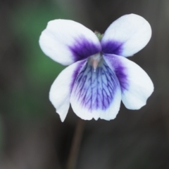 Viola hederacea at Coree, ACT - 30 Nov 2022