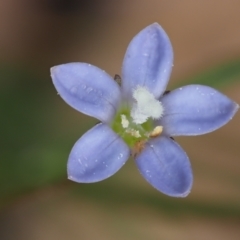 Wahlenbergia multicaulis (Tadgell's Bluebell) at Blue Range - 30 Nov 2022 by KenT