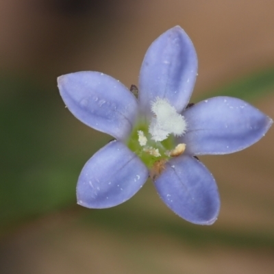 Wahlenbergia multicaulis (Tadgell's Bluebell) at Coree, ACT - 30 Nov 2022 by KenT