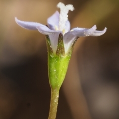 Wahlenbergia multicaulis at Coree, ACT - 30 Nov 2022