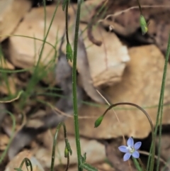 Wahlenbergia multicaulis at Coree, ACT - 30 Nov 2022 01:06 PM