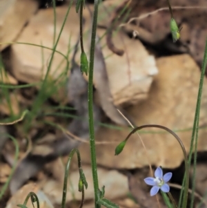 Wahlenbergia multicaulis at Coree, ACT - 30 Nov 2022