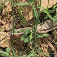 Wahlenbergia multicaulis at Coree, ACT - 30 Nov 2022