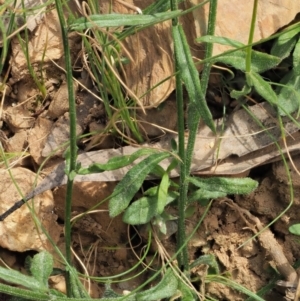 Wahlenbergia multicaulis at Coree, ACT - 30 Nov 2022