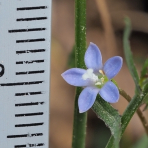 Wahlenbergia multicaulis at Coree, ACT - 30 Nov 2022