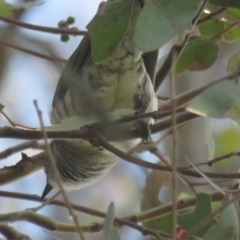 Chrysococcyx lucidus (Shining Bronze-Cuckoo) at Jerrabomberra, ACT - 27 Nov 2022 by TomW