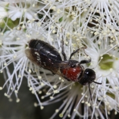 Lasioglossum (Callalictus) callomelittinum (Halictid bee) at Capital Hill, ACT - 2 Dec 2022 by HaukeKoch