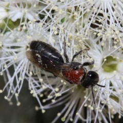 Lasioglossum (Callalictus) callomelittinum (Halictid bee) at Capital Hill, ACT - 1 Dec 2022 by HaukeKoch
