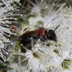 Lasioglossum (Callalictus) callomelittinum at Capital Hill, ACT - 2 Dec 2022 03:22 AM