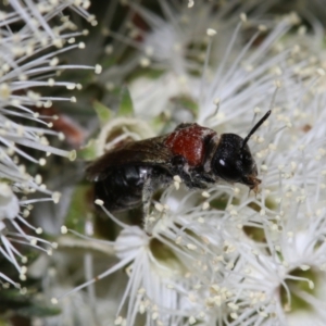 Lasioglossum (Callalictus) callomelittinum at Capital Hill, ACT - 2 Dec 2022