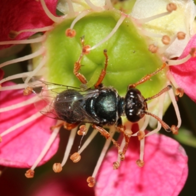 Sericophorus sp. (genus) (Sand wasp) at Capital Hill, ACT - 2 Dec 2022 by HaukeKoch