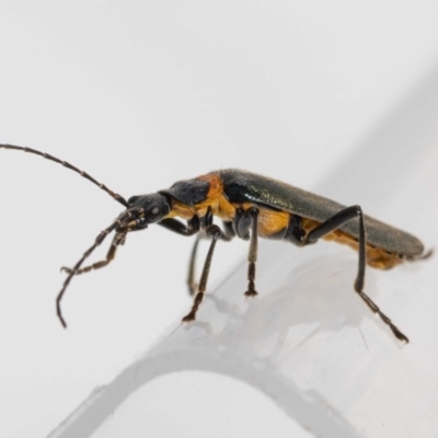 Chauliognathus lugubris (Plague Soldier Beetle) at Jerrabomberra, NSW - 30 Nov 2022 by MarkT