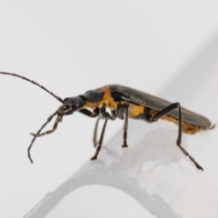 Chauliognathus lugubris (Plague Soldier Beetle) at Jerrabomberra, NSW - 30 Nov 2022 by MarkT