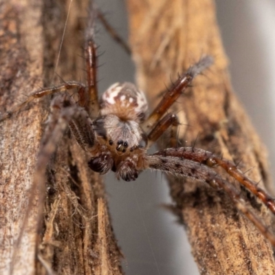 Plebs bradleyi (Enamelled spider) by MarkT