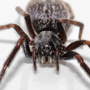 Badumna sp. (genus) at Jerrabomberra, NSW - suppressed