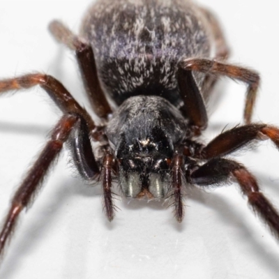 Badumna (genus) (Lattice-web spider) at Jerrabomberra, NSW - 1 Dec 2022 by MarkT