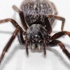 Badumna sp. (genus) (Lattice-web spider) at Jerrabomberra, NSW - 30 Nov 2022 by MarkT