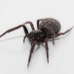 Badumna sp. (genus) at Jerrabomberra, NSW - suppressed