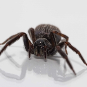 Badumna sp. (genus) at Jerrabomberra, NSW - suppressed