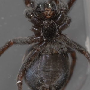 Badumna sp. (genus) at Jerrabomberra, NSW - suppressed