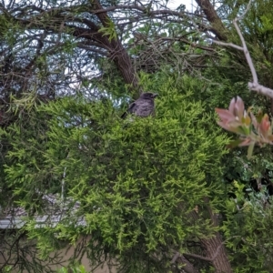 Strepera graculina at Watson, ACT - 2 Dec 2022