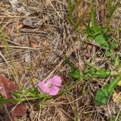 Convolvulus angustissimus subsp. angustissimus (Australian Bindweed) at Watson, ACT - 2 Dec 2022 by AniseStar