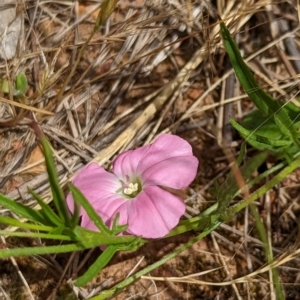 Convolvulus angustissimus subsp. angustissimus at Watson, ACT - 2 Dec 2022