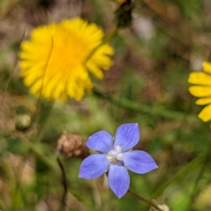 Wahlenbergia sp. at Watson, ACT - 2 Dec 2022 12:07 PM