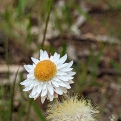 Leucochrysum albicans subsp. tricolor at Watson, ACT - 2 Dec 2022 11:50 AM