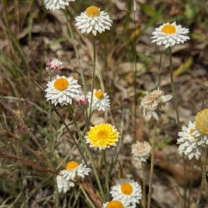 Leucochrysum albicans subsp. tricolor at Watson, ACT - 2 Dec 2022 11:50 AM