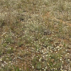 Leucochrysum albicans subsp. tricolor at Watson, ACT - 2 Dec 2022