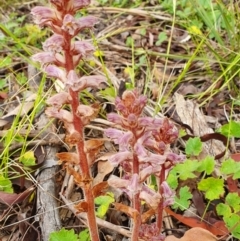 Orobanche minor (Broomrape) at Yass River, NSW - 2 Dec 2022 by SenexRugosus