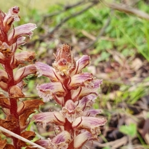 Orobanche minor at Yass River, NSW - 2 Dec 2022 11:14 AM