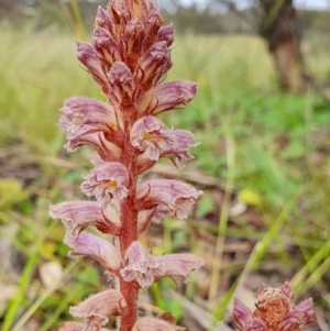 Orobanche minor at Yass River, NSW - 2 Dec 2022