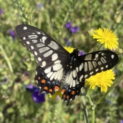 Papilio anactus (Dainty Swallowtail) at Pearce, ACT - 2 Dec 2022 by Shazw