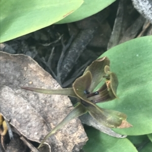 Chiloglottis valida at Denman Prospect, ACT - suppressed