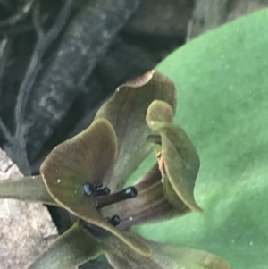 Chiloglottis valida at Denman Prospect, ACT - suppressed