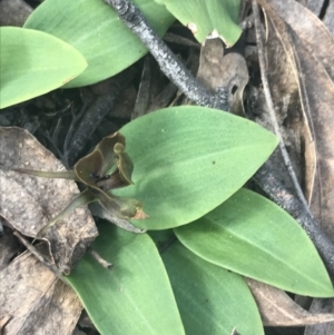 Chiloglottis valida at Denman Prospect, ACT - suppressed