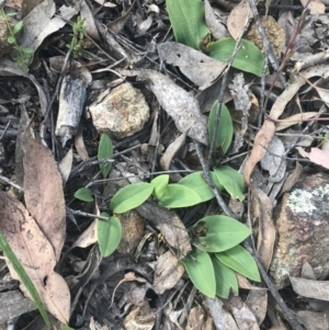 Chiloglottis valida at Denman Prospect, ACT - suppressed