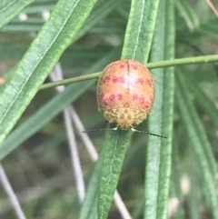 Paropsis obsoleta (Leaf beetle) at Piney Ridge - 6 Nov 2022 by Tapirlord