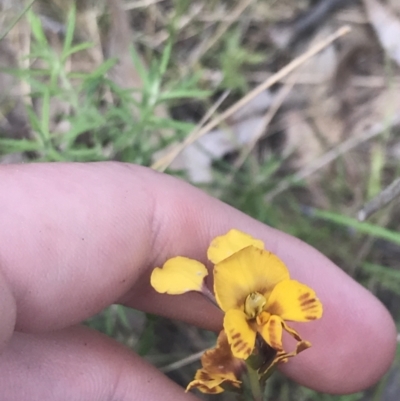 Diuris semilunulata (Late Leopard Orchid) at Stromlo, ACT - 6 Nov 2022 by Tapirlord