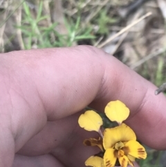 Diuris semilunulata at Stromlo, ACT - suppressed